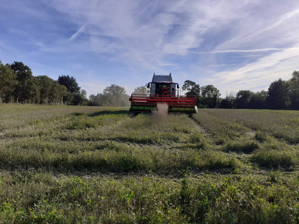 La moisson de la première plantation de graine de moutarde dans la Cotentin se termine.